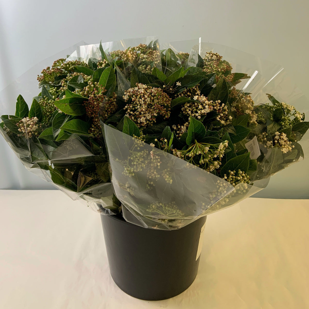 Viburnum  &#39;Flowering&#39; (Cultivated) (Various Sizes)