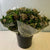 Viburnum  'Flowering' (Cultivated) (Various Sizes)