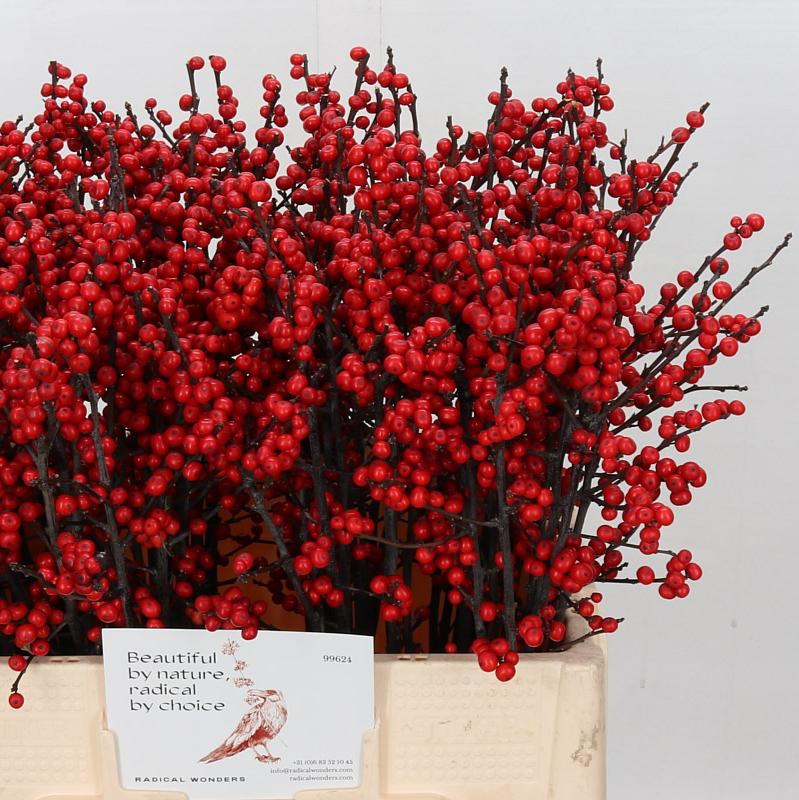 Ilex verticillata &#39;Magical Berry&#39; 60cm (x10)