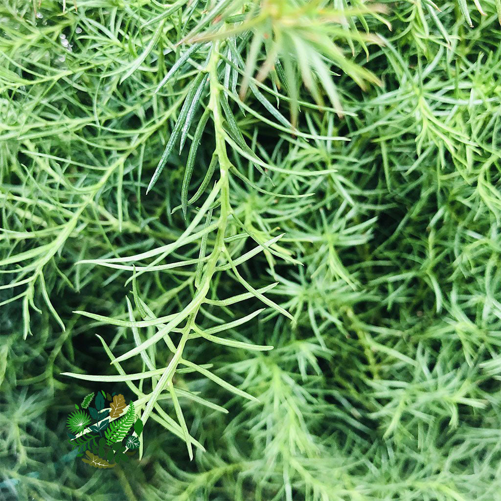 Cryptomeria &#39;Japanese Cedar&#39; Green (Various Sizes)