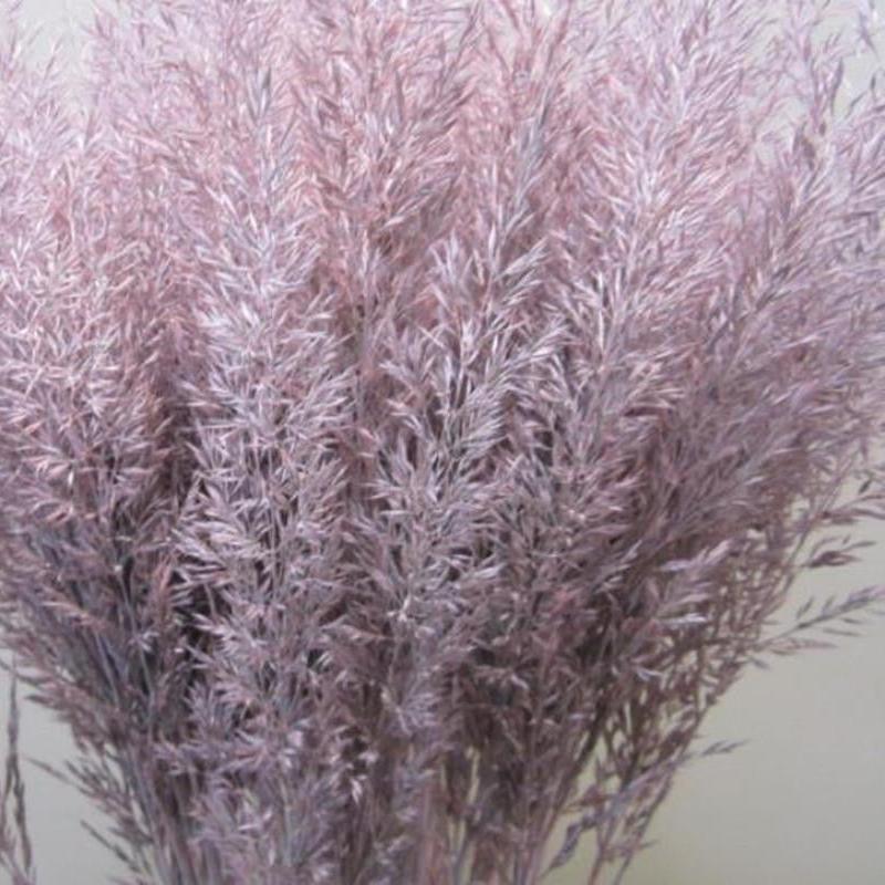 Feather Grass (Painted) 'Calamagrostis Brachytricha' (Various Colours)