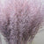 Feather Grass (Painted) 'Calamagrostis Brachytricha' (Various Colours)