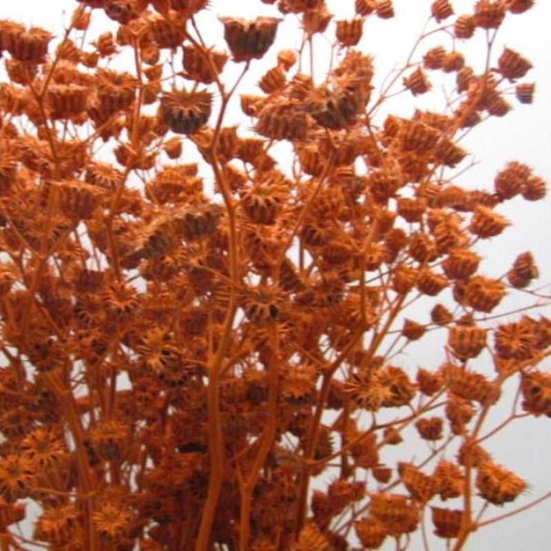 Abutilo 'Mallow' (Painted) (Various Colours)