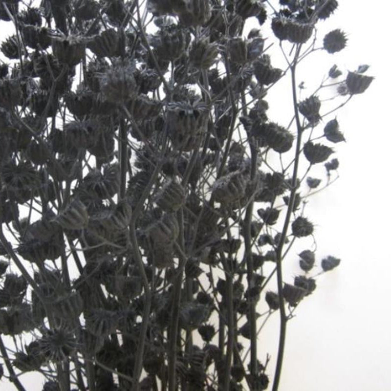 Abutilo &#39;Mallow&#39; (Painted) (Various Colours)