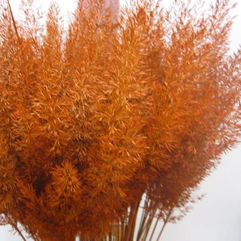 Feather Grass (Painted) 'Calamagrostis Brachytricha' (Various Colours)