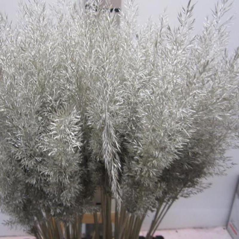 Feather Grass (Painted) &#39;Calamagrostis Brachytricha&#39; (Various Colours)
