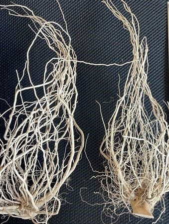Root &#39;Solanum&#39; (Bleached) (L25cm x W6cm x H6cm)