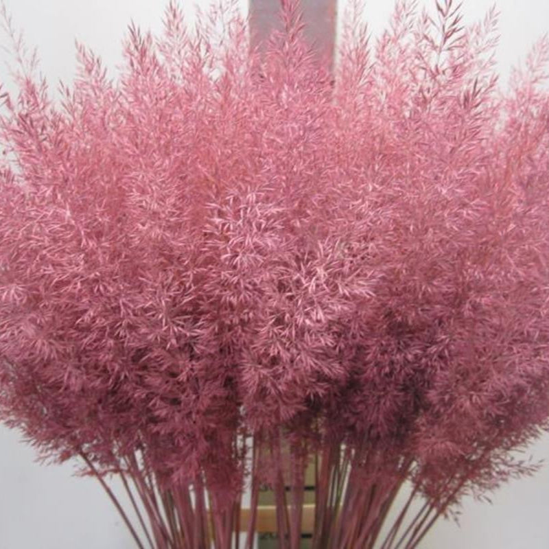 Feather Grass (Painted) 'Calamagrostis Brachytricha' (Various Colours)