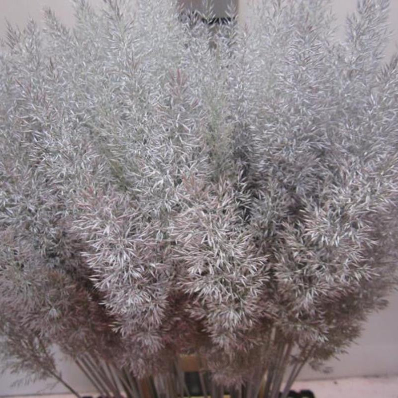 Feather Grass (Painted) 'Calamagrostis Brachytricha' (Various Colours)