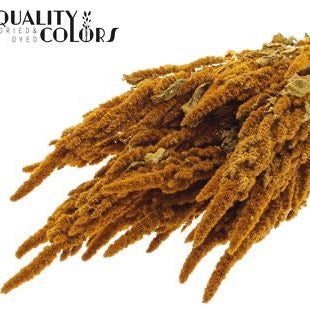 Amaranthus 'Flower' (Painted) (DRY) 60cm (Various Colours)