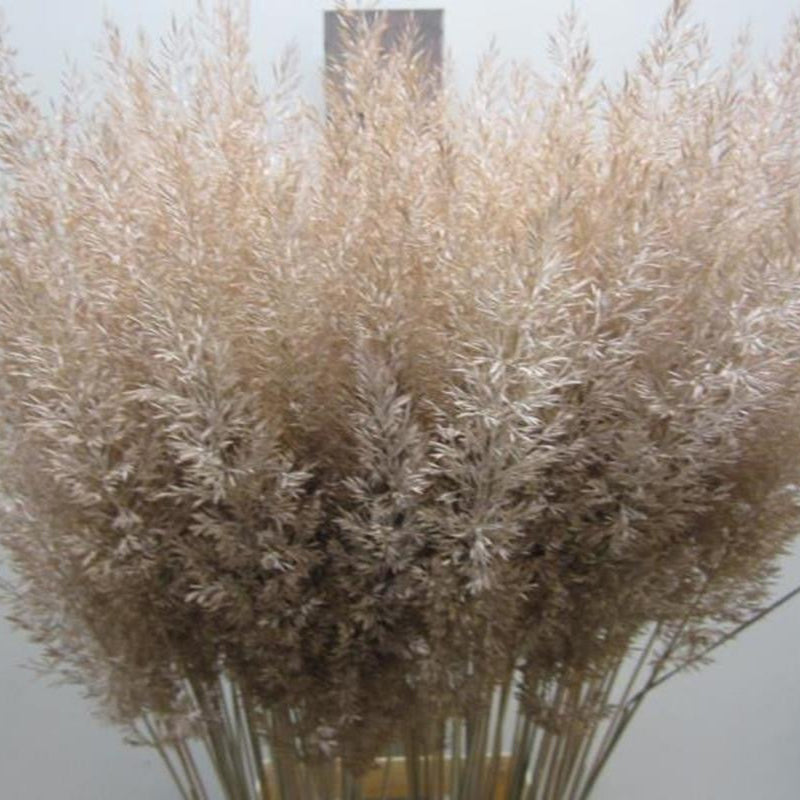 Feather Grass (Painted) 'Calamagrostis Brachytricha' (Various Colours)
