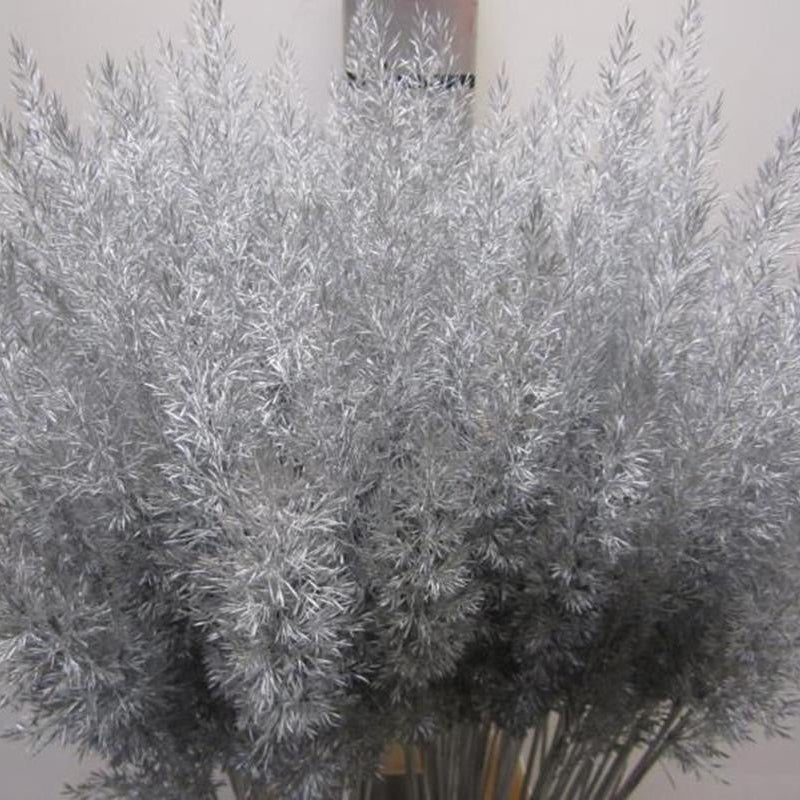 Feather Grass (Painted) 'Calamagrostis Brachytricha' (Various Colours)