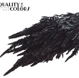 Amaranthus 'Flower' (Painted) (DRY) 60cm (Various Colours)