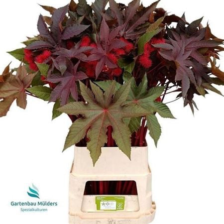 Ricinus 'Com Impala' (Various lengths)