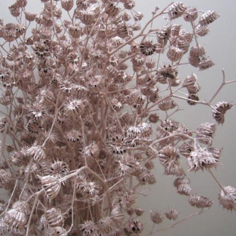 Abutilo &#39;Mallow&#39; (Painted) (Various Colours)