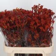 Kangaroo Paw 'Golden Girl' (Various Lengths)