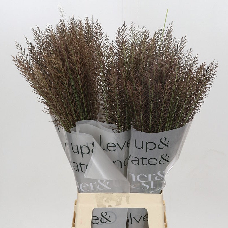 Grass 'Pennisitum' (Thin) (Various Lengths)