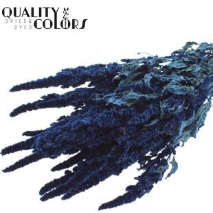 Amaranthus &#39;Flower&#39; (Painted) (DRY) 60cm (Various Colours)