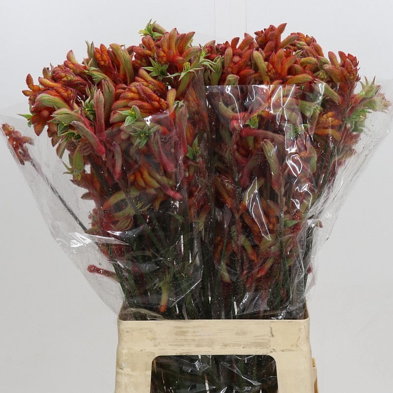Kangaroo Paw 'Rampaging Roy Slaven' (Various Lengths)