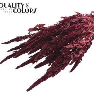 Amaranthus &#39;Flower&#39; (Painted) (DRY) 60cm (Various Colours)