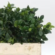 Blue Prince 'Holly' (Various Lengths)