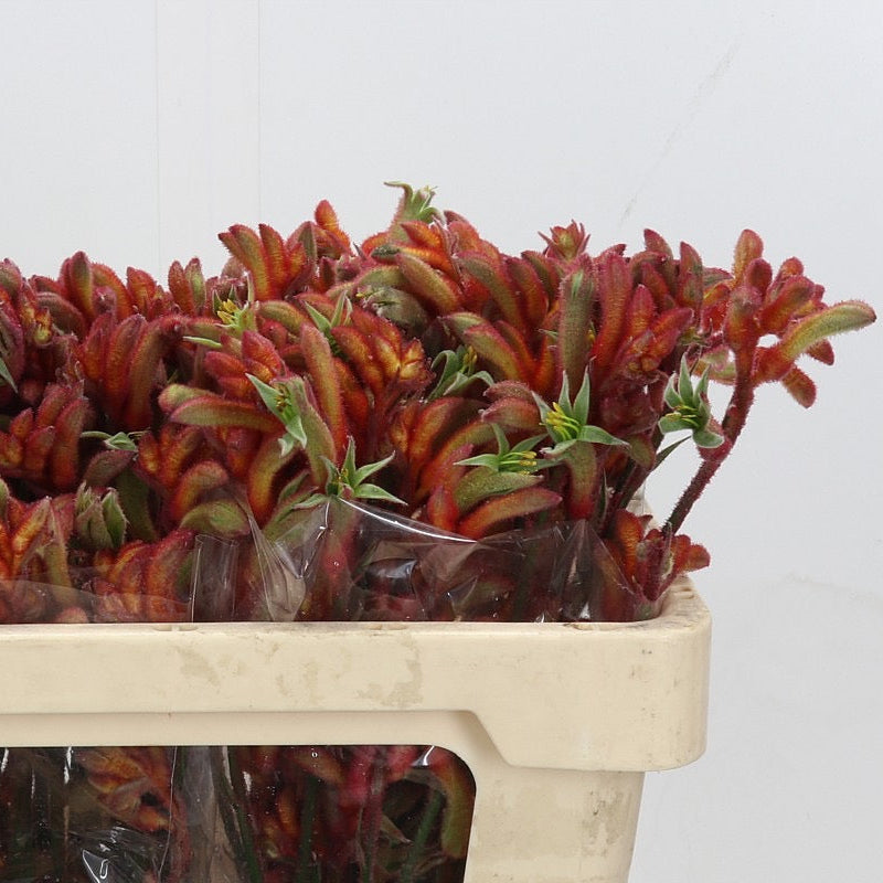 Kangaroo Paw 'Rampaging Roy Slaven' (Various Lengths)