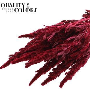 Amaranthus 'Flower' (Painted) (DRY) 60cm (Various Colours)