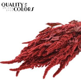 Amaranthus 'Flower' (Painted) (DRY) 60cm (Various Colours)