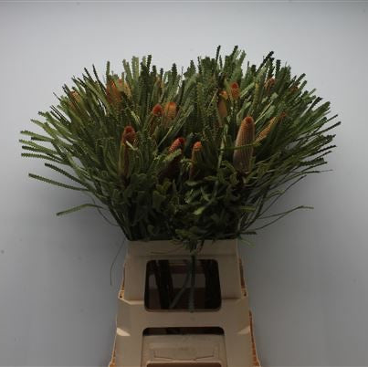 Protea 'Banksia' (Hookeriana) 'Small' (Various Lengths)