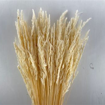 Grass 'Erba' Bleached (DRY) 70cm