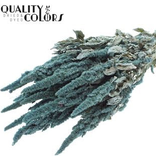 Amaranthus 'Flower' (Painted) (DRY) 60cm (Various Colours)