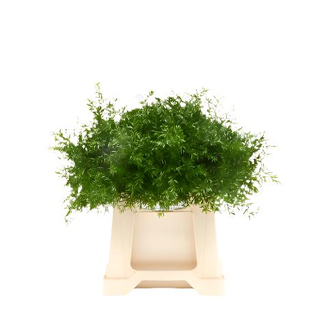 Fern &#39;Asparagus&#39; (Cwebe Fern) (Various Lengths)