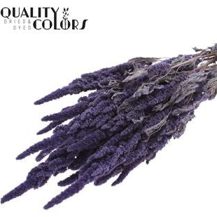 Amaranthus &#39;Flower&#39; (Painted) (DRY) 60cm (Various Colours)