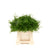 Fern 'Asparagus' (Cwebe Fern) (Various Lengths)