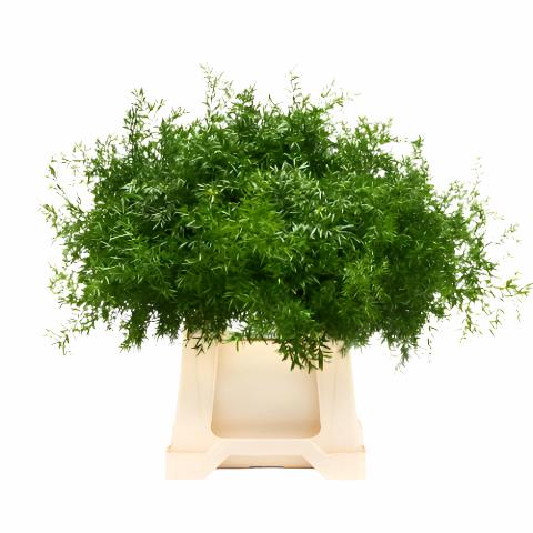 Fern &#39;Asparagus&#39; (Cwebe Fern) (Various Lengths)