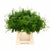 Fern 'Asparagus' (Cwebe Fern) (Various Lengths)