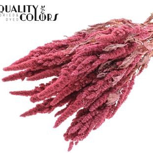 Amaranthus &#39;Flower&#39; (Painted) (DRY) 60cm (Various Colours)