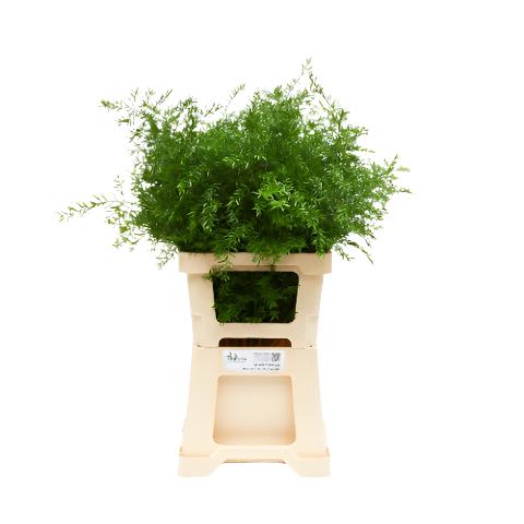 Fern 'Asparagus' (Cwebe Fern) (Various Lengths)