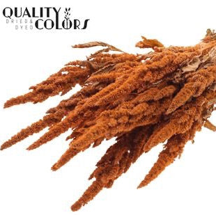 Amaranthus &#39;Flower&#39; (Painted) (DRY) 60cm (Various Colours)
