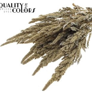 Amaranthus 'Flower' (Painted) (DRY) 60cm (Various Colours)