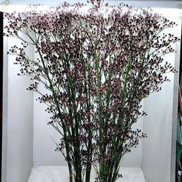 Eryngium Pan Giant Red Surprise (Per Stem)