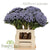 Berzelia 'Albiflora' (Brunia) 'Painted' (Various lengths)