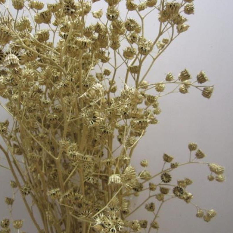 Abutilo 'Mallow' (Painted) (Various Colours)