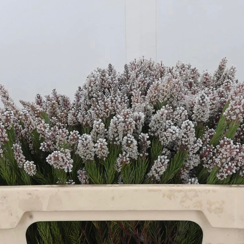 Berzelia &#39;Spattala&#39; (x10)