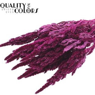 Amaranthus &#39;Flower&#39; (Painted) (DRY) 60cm (Various Colours)