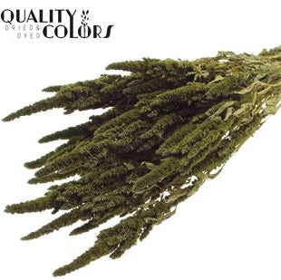 Amaranthus &#39;Flower&#39; (Painted) (DRY) 60cm (Various Colours)