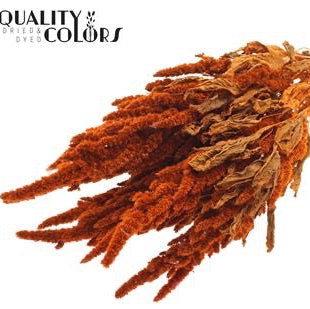 Amaranthus 'Flower' (Painted) (DRY) 60cm (Various Colours)