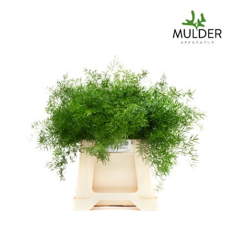 Fern 'Asparagus' (Sprengeri Fern) (Various Lengths)