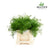 Fern 'Asparagus' (Sprengeri Fern) (Various Lengths)