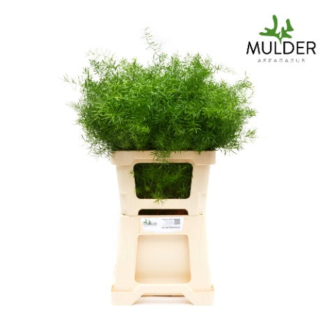 Fern 'Asparagus' (Sprengeri Fern) (Various Lengths)